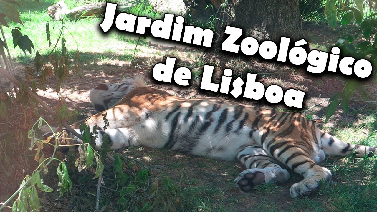 JARDIM ZOOLÓGICO DE LISBOA ! ADORO :D