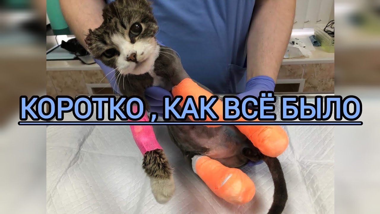 ИСТОРИЯ ОДНОГО КОТА)