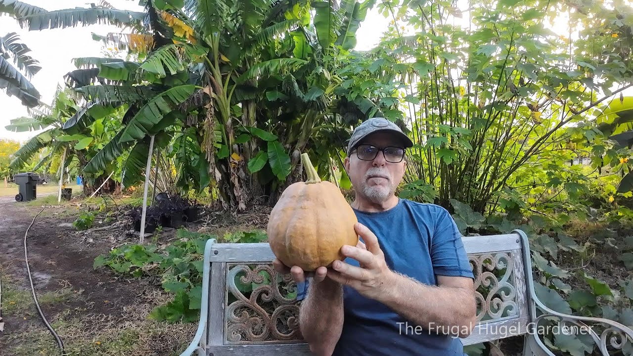 Why I Grow Seminole Pumpkins for Food, Chicken Feed, Harvesting, Saving Seeds Plus!