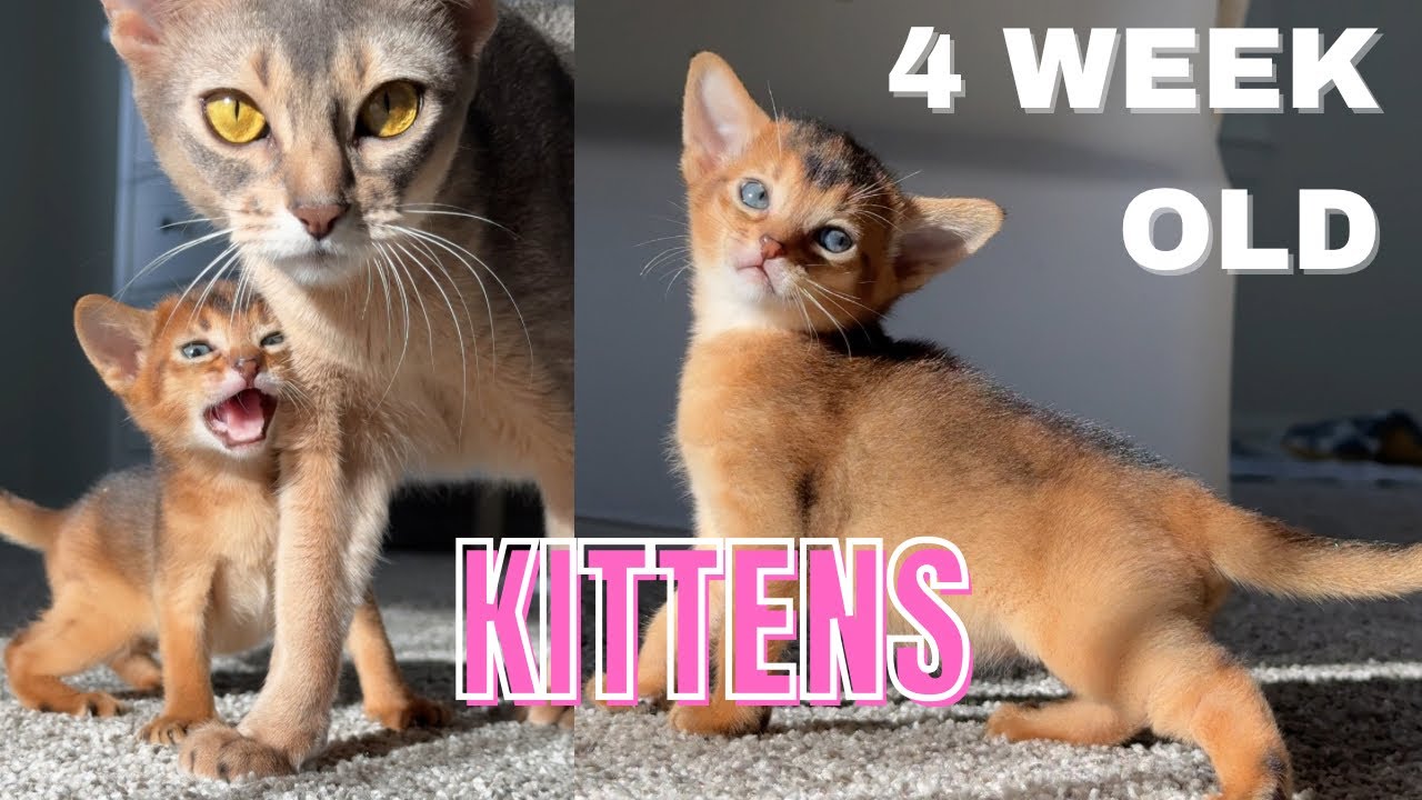 4 week old Abyssinian kittens and their TWO moms: playtime, meows and snuggles