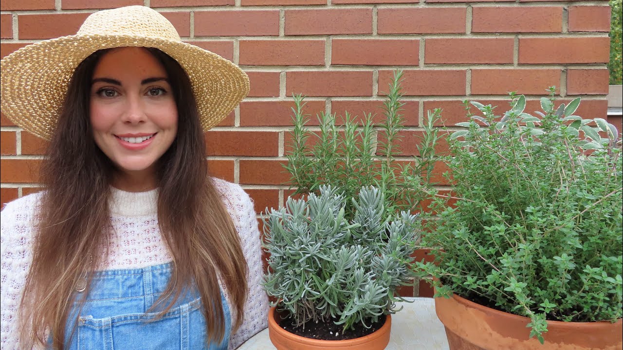 Overwintering Herbs Indoors | Container Gardening