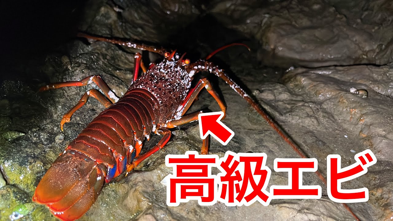 夜の磯に行ったらあの高級食材が大量に...