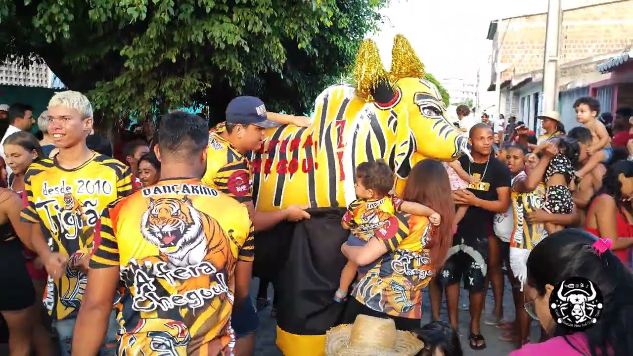 Boi tigrão Carnaval De Campina grande PB Zona Leste #carnaval2024