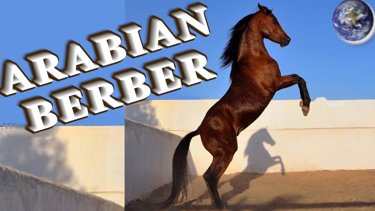 TOP Beautiful Arabian-Berber Horse in the World!