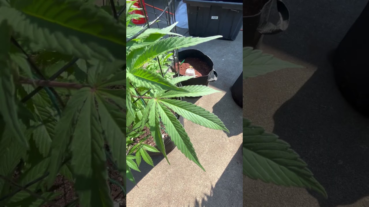Pretty sure the mystery plant is sativa dom, what do you think? #grow #homegrown #sungrow #gardening