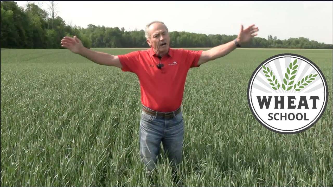 Wheat School: Do T3 fungicides pay in a dry year?