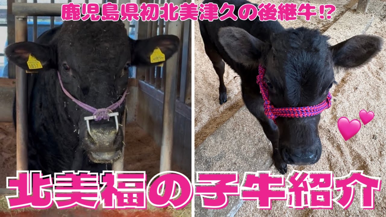 【北美福の子牛紹介】北海道からやってきた鹿児島県初北美津久の後継牛⁉️