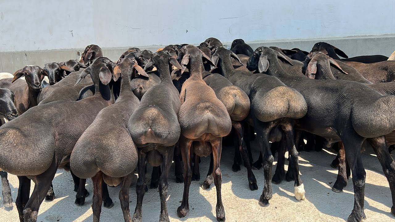 🚨 4 MLNdan 11–12 OYLIK QO’CHQORLAR KELDI! 🐏 Shoshiling 