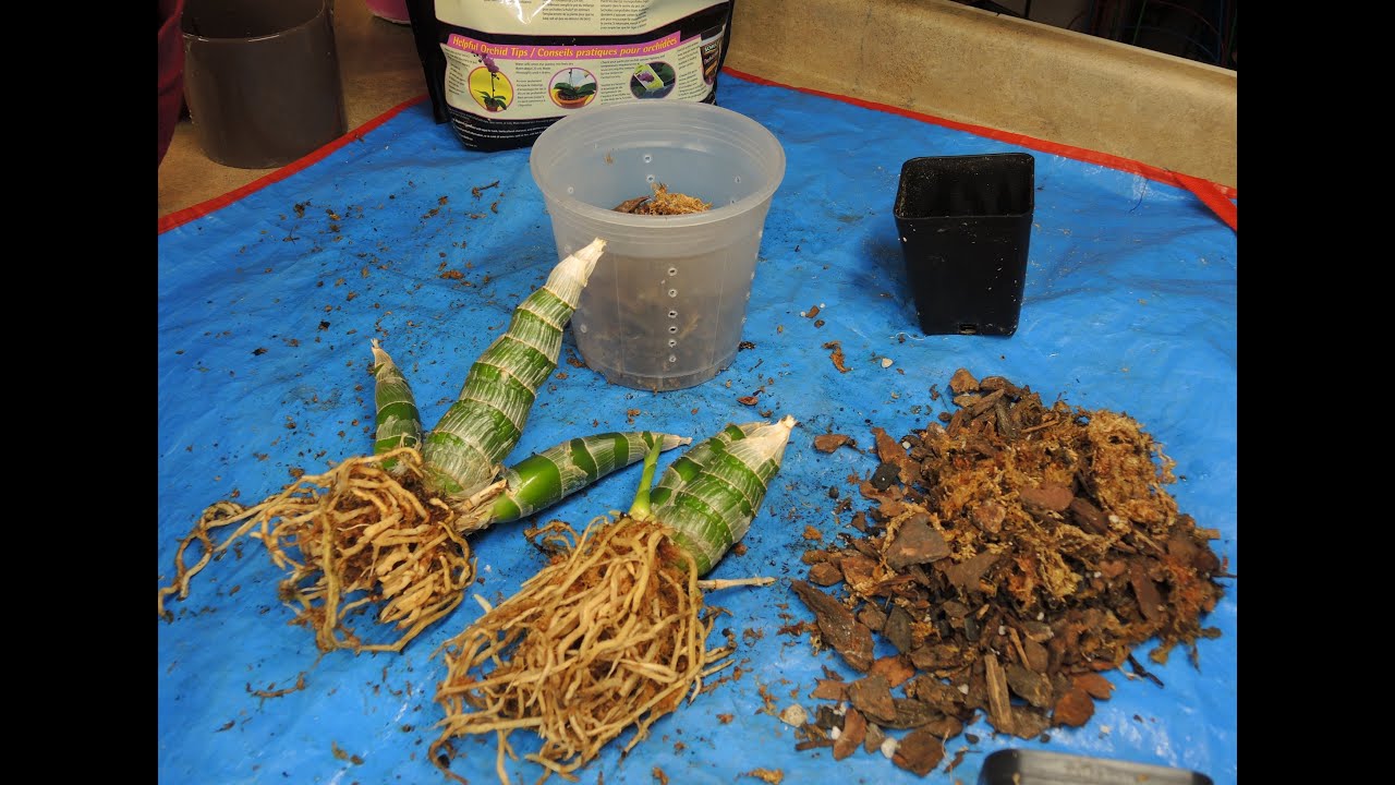 Re-Potting Monn.  Millenium Magic 'Witchcraft' (Black Orchid)