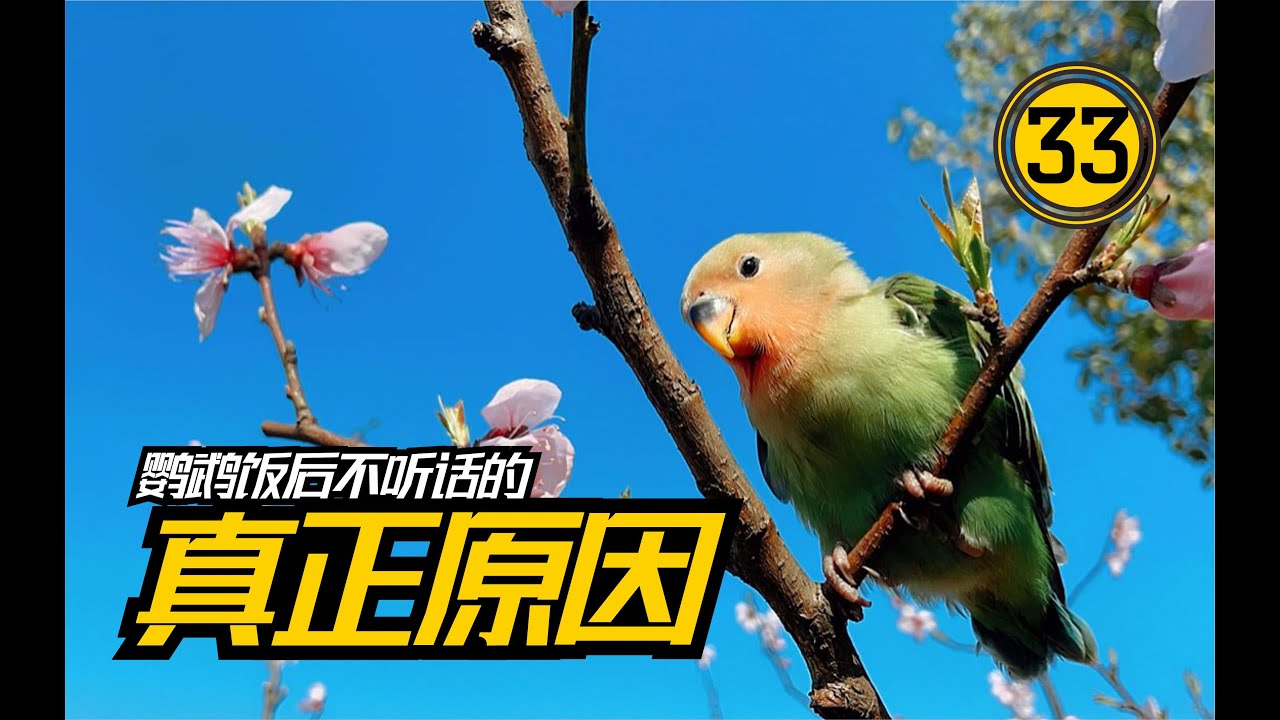 鹦鹉饭后不听话的真正原因【#33】手养鹦鹉【幼鸟期】不用饿鹦鹉的方法——食量控制了解一下 | 鹦鹉饲养 |  鹦鹉训练 |
