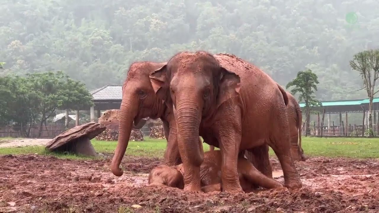 One Year Journey Of Baby Lek Lek And Her Mother Moh Loh - ElephantNews