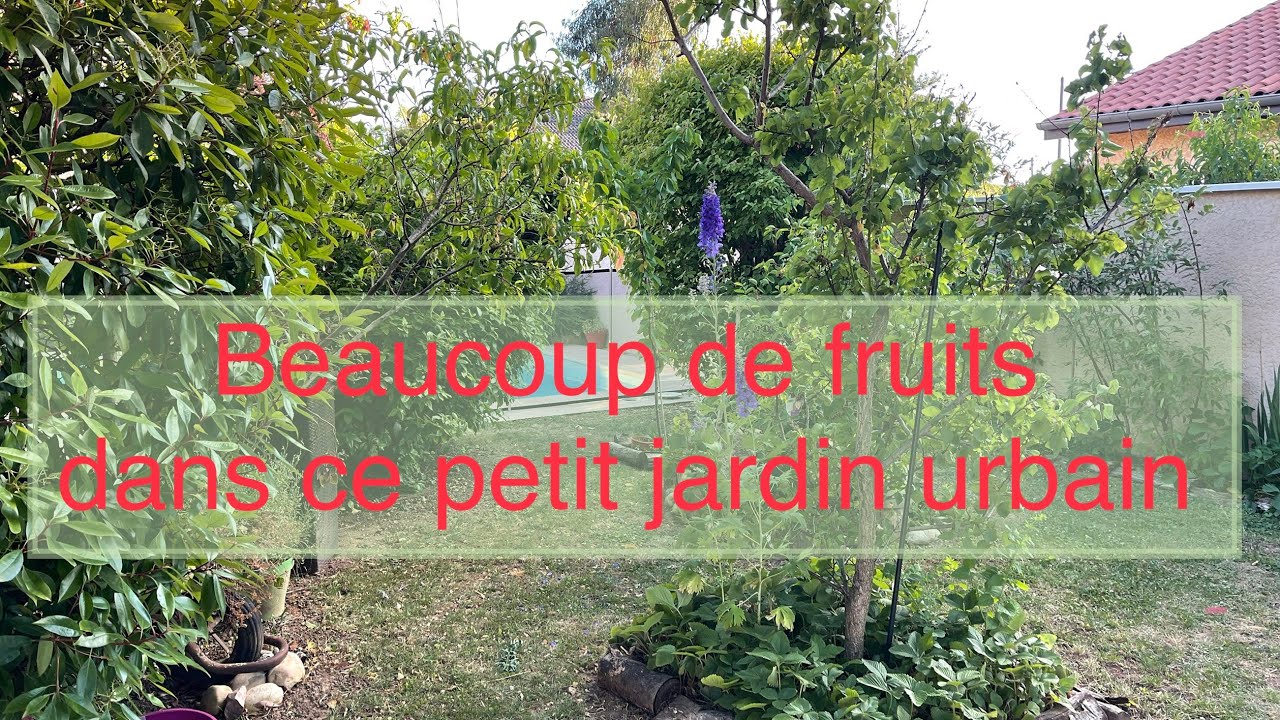 167 De nombreux fruits dans un petit jardin urbain, recette cheesecake aux am&eacute;lanches.