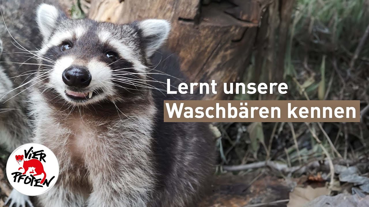 Lernt unsere Waschbären kennen | VIER PFOTEN