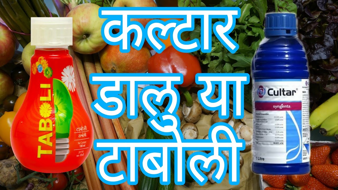 Taboli Vs Cultar/टाबोली डालु या कल्टार