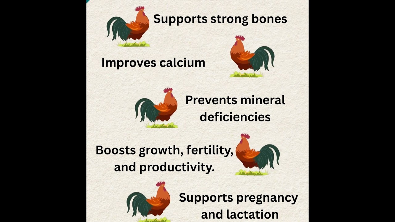 Calgophos Supplement - Essential Poultry Nutrition