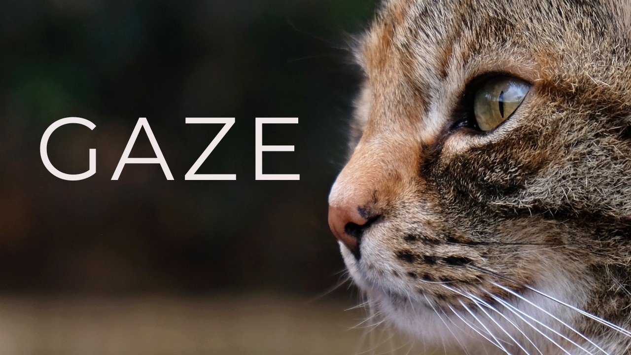 Why Do Cats Stare? | Visual Thoughts