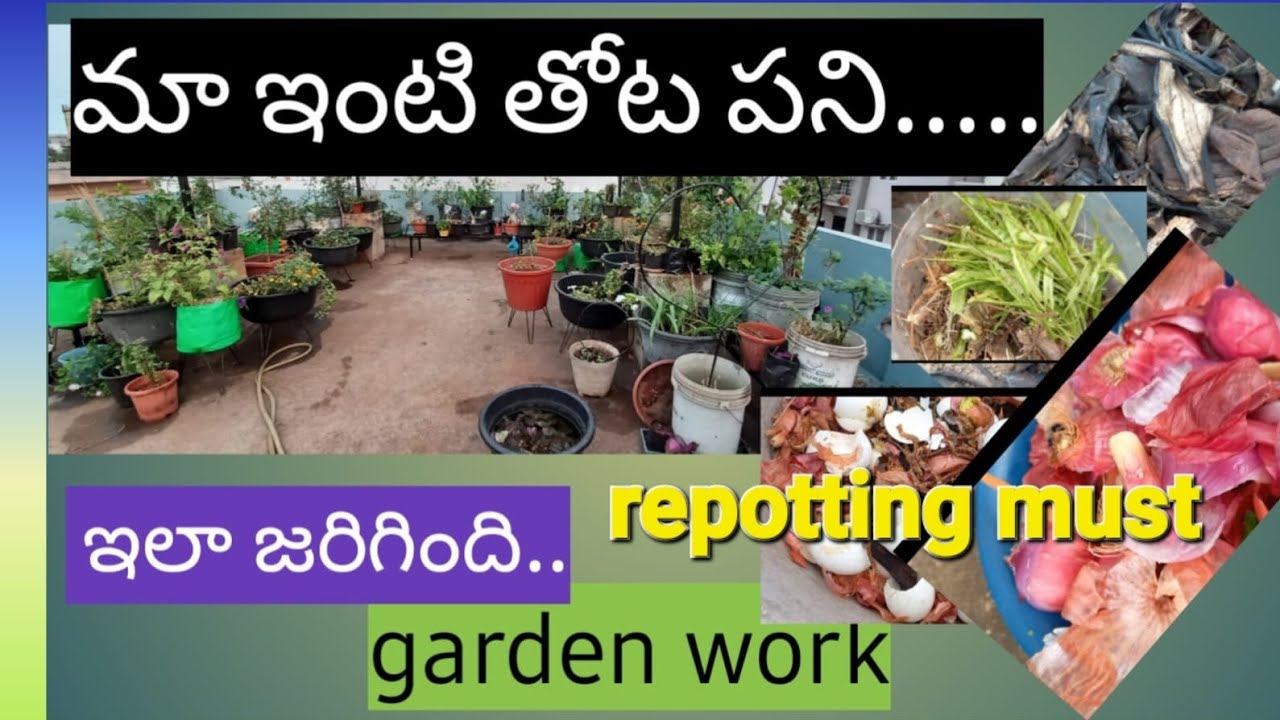 నర్సరీ నుండి తెచ్చిన small pots ni అలా వదిలేయకుండా repotting cheyali....ledante...