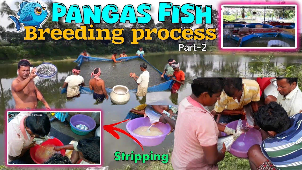 Pangasius Fish Spawn production part 2|Bankura,West Bengal| [HINDI]#breeding