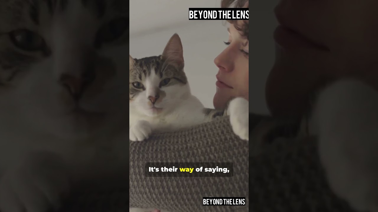 Does Your Cat Miss You When You’re Gone? Here’s the Proof 🐾