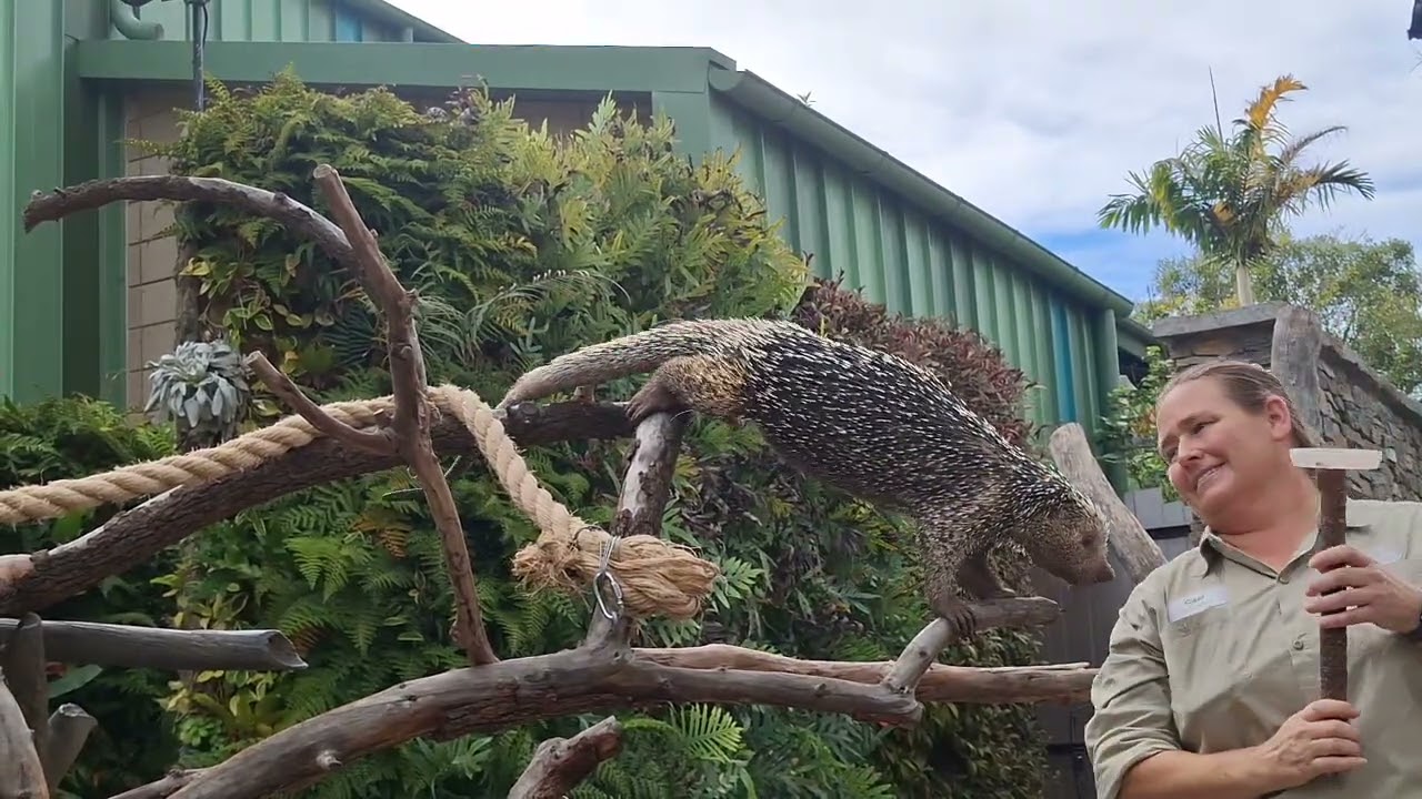 Gracie a Prehensile Tailed Porcupine aka Brazilian Tree Porcupine! 1/3/16