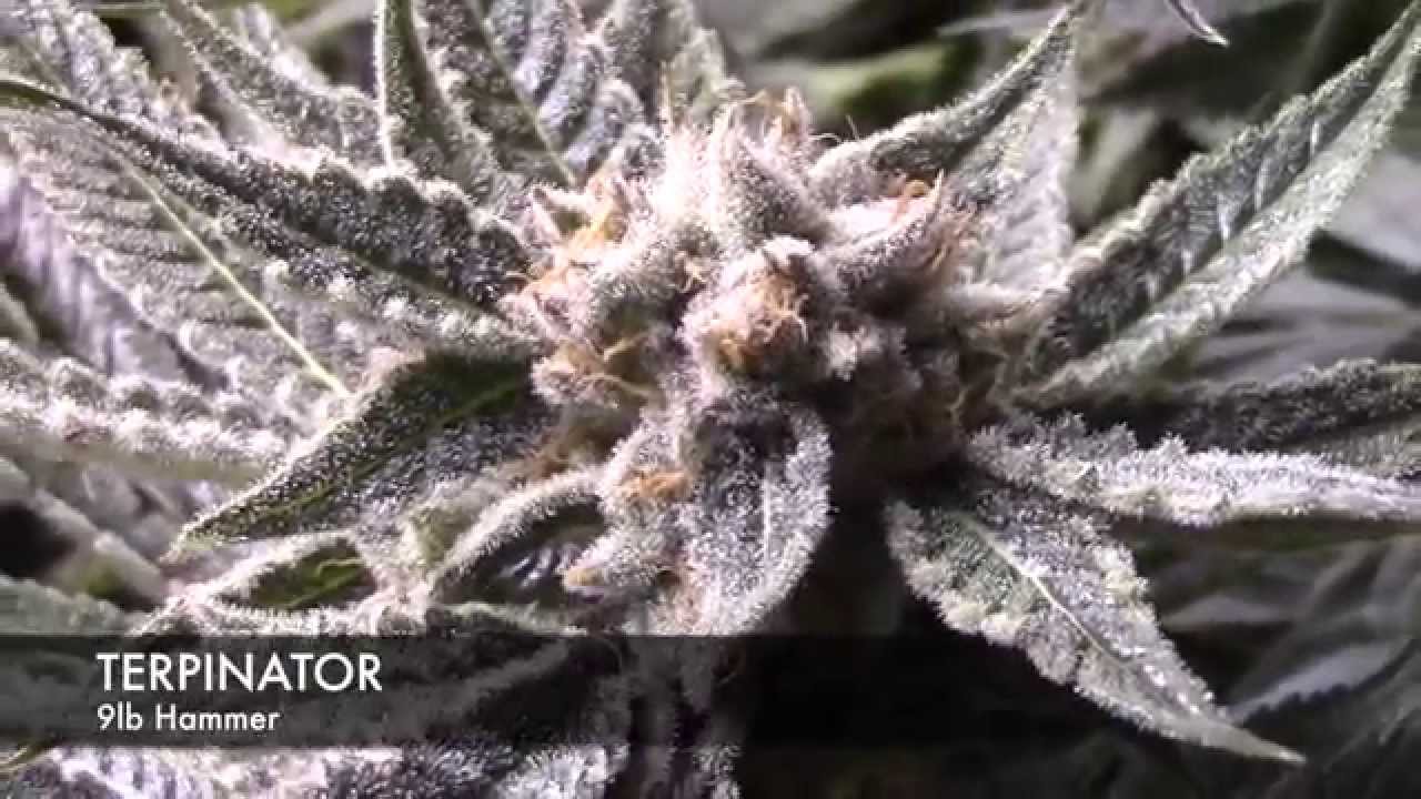 TERPINATOR Side By Side ep5-6 using House & Garden, 9 lb Hammer No Co2