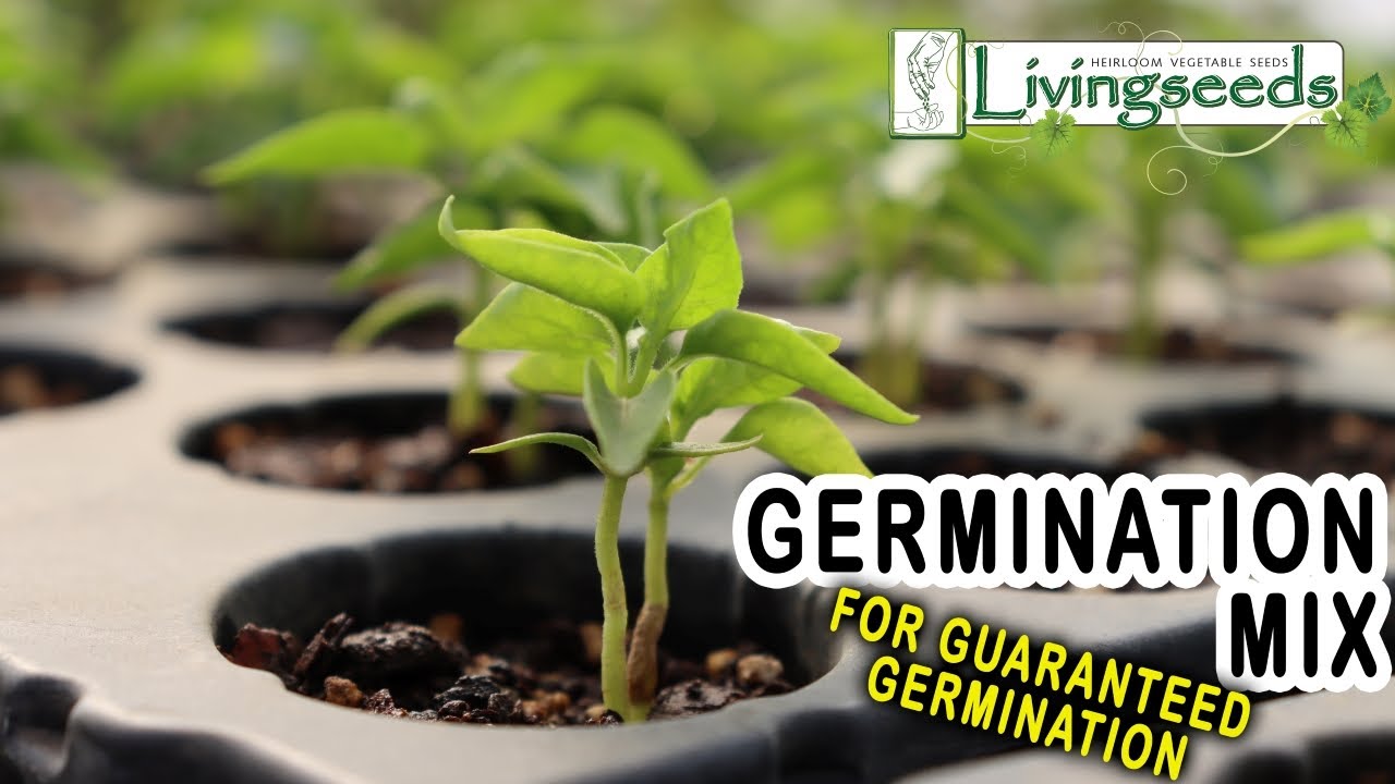 DIY: Best Germination Mix
