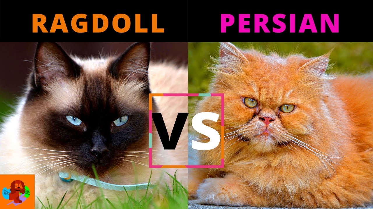 RAGDOLL CAT VS PERSIAN CAT (Breed Comparison) Watch To Learn Why The Persian Cat Requires More Care