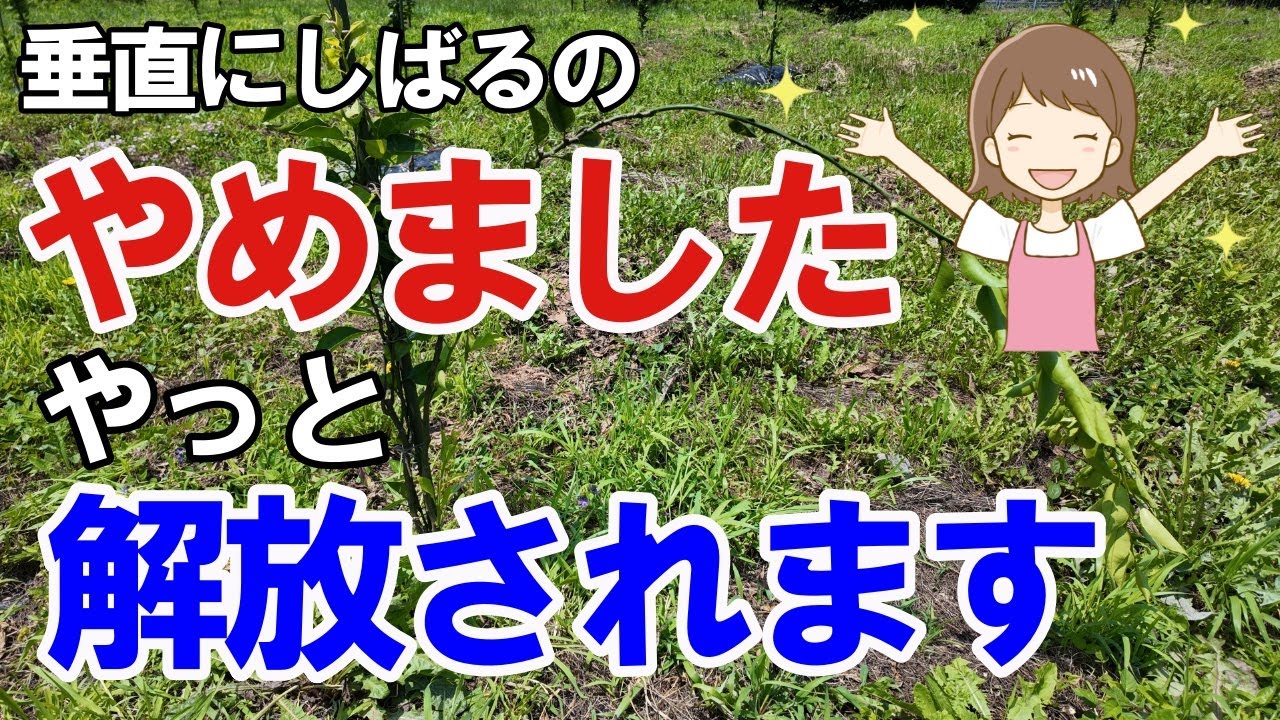 【道法スタイル】垂直仕立て終了。道法レモンと実生レモンのその後