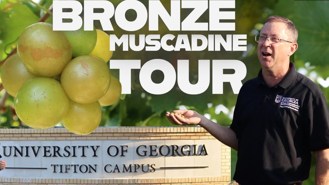 Muscadine Tour - 13 Bronze Muscadine Varieties - UGA Tifton Pt 1 - EP 223