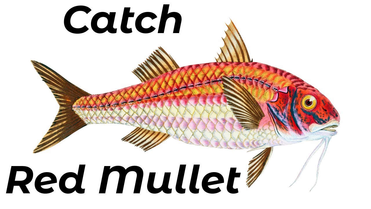 How To Catch Red Mullet (Shore Fishing UK And Europe) - Beginners And Improvers - Tutorial