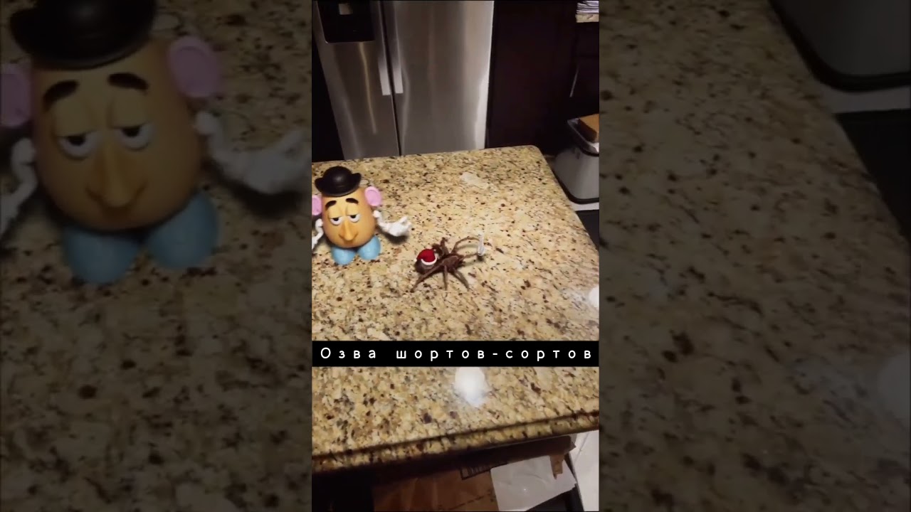 Пауки с приветом 2 🕷️🦂😂🤣 | Sondoll Shorts (смешная озвучка) #spider #scorpion #shorts