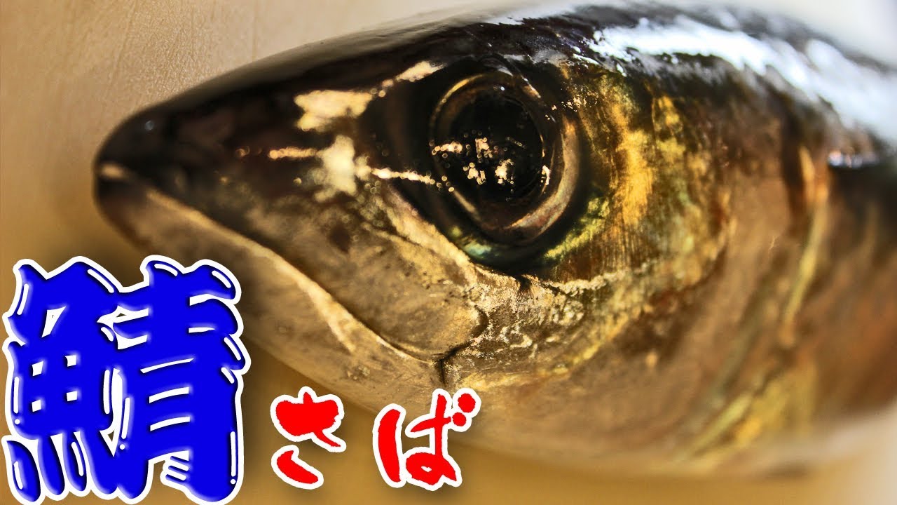 鯖（さば）の捌き方（Mackerel）三枚おろし