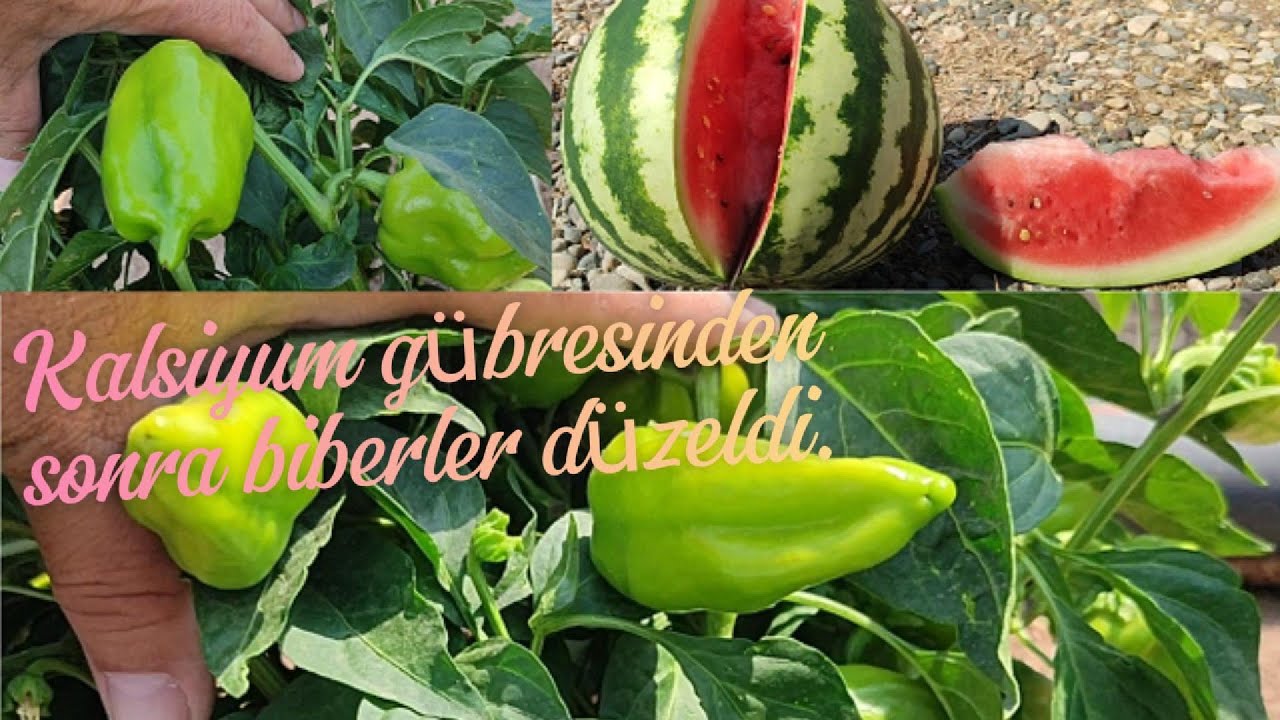 Kalsiyum gübreleme çürümeleri sonlandırdı.