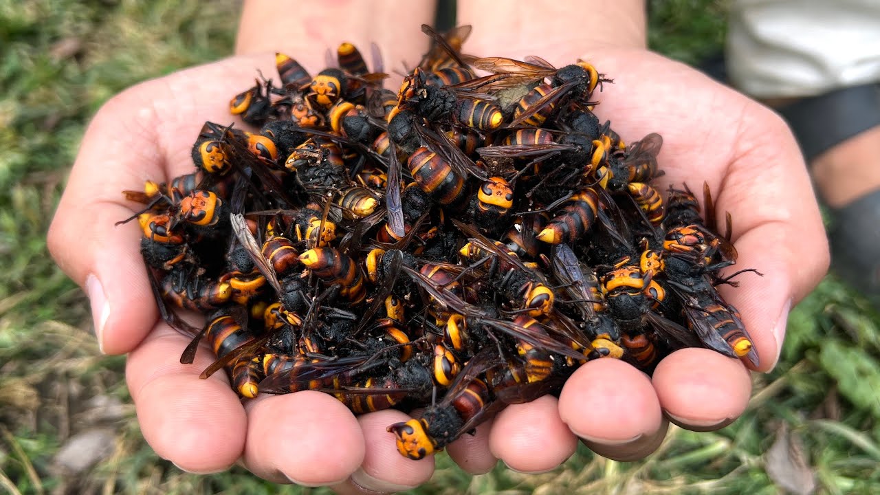 スズメバチを巣ごと捕獲してまるごと爬虫類の餌にしました