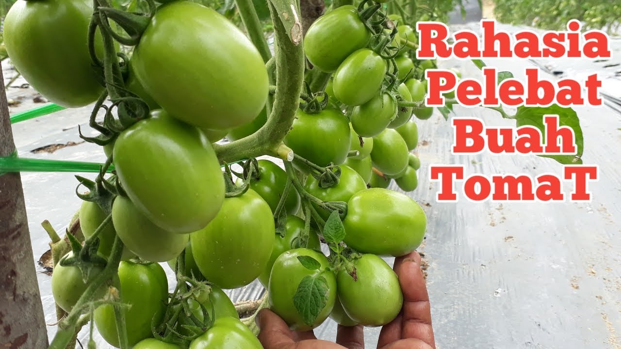 part 34.78 Hst cara melebatkan buah pd tanaman Tomat