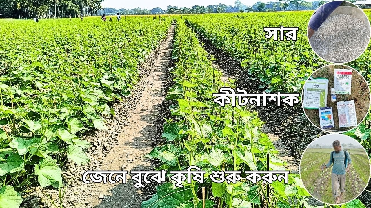 শসা চাষে সার ও কীটনাশক ব্যাবস্থাপনা // Cucumber farming fertilizer and pesticide management