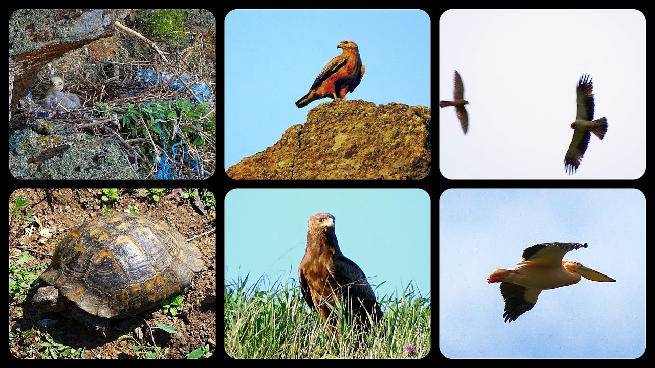 Long legged buzzard's (Buteo rufinus) nest and others in Dobrogea (Romania)