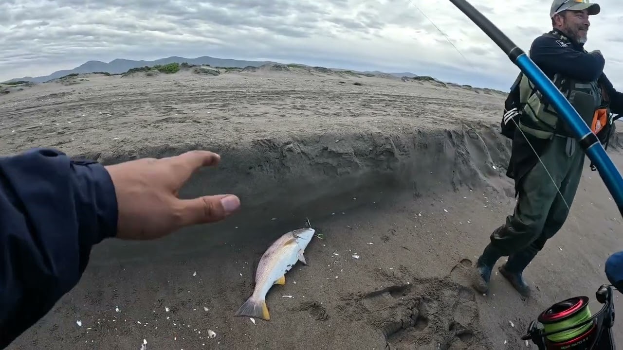 Pesca de corvinas en playa punta teatinos la serena