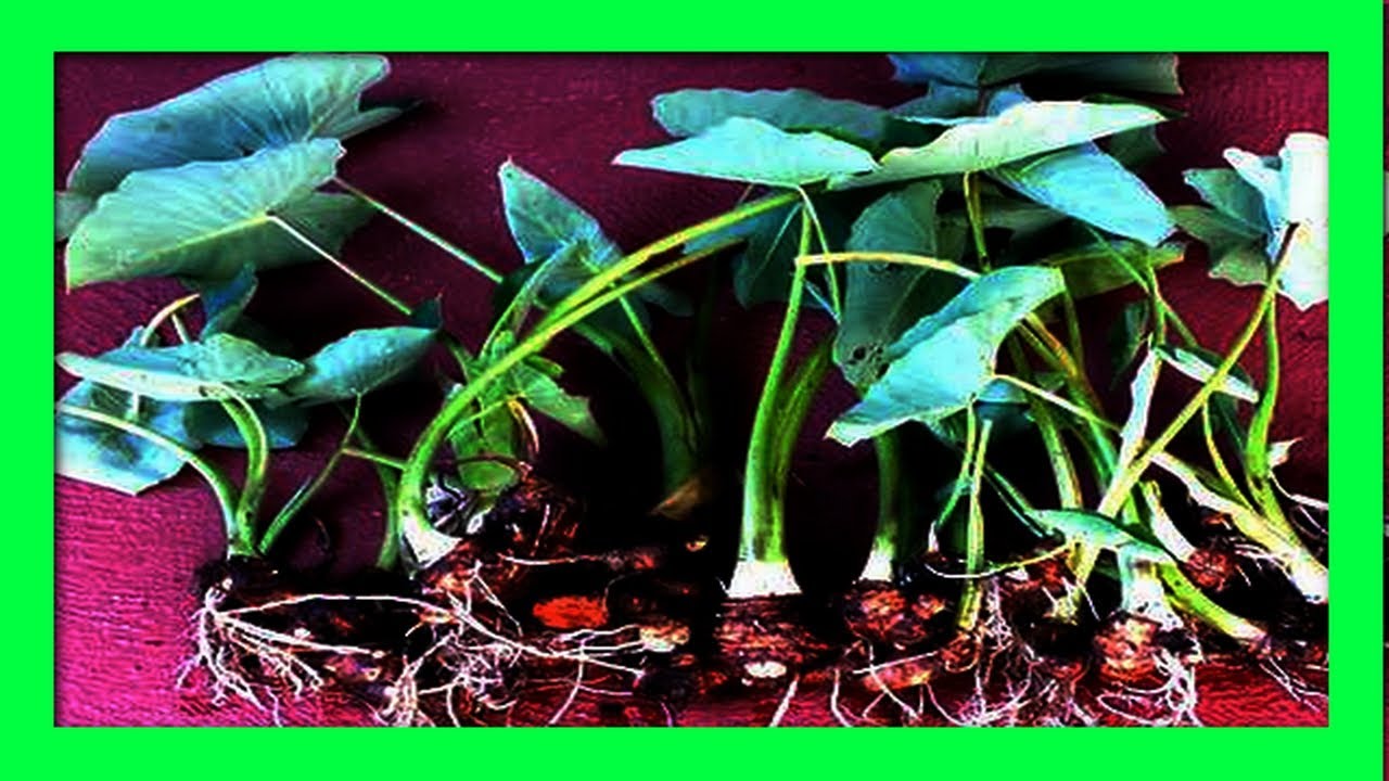 How To Grow Taro Root At Home: Growing Taro Plant at Home Harvesting