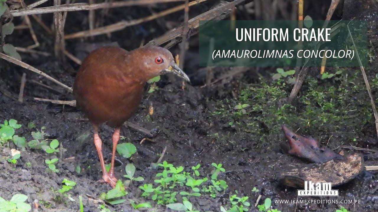 Uniform Crake (Amaurolimnas concolor) in Morro de Calzada Amazon Center, San Martin - Peru