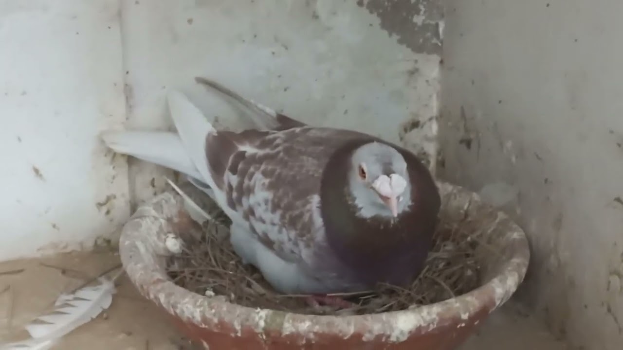 Naqeeb Khan Breeding set-up Quetta pigeon