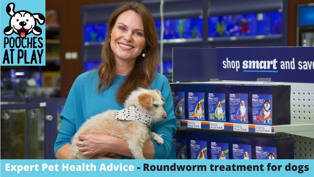 Roundworm in dogs and how to treat it | S5 Ep1 | Pooches at Play