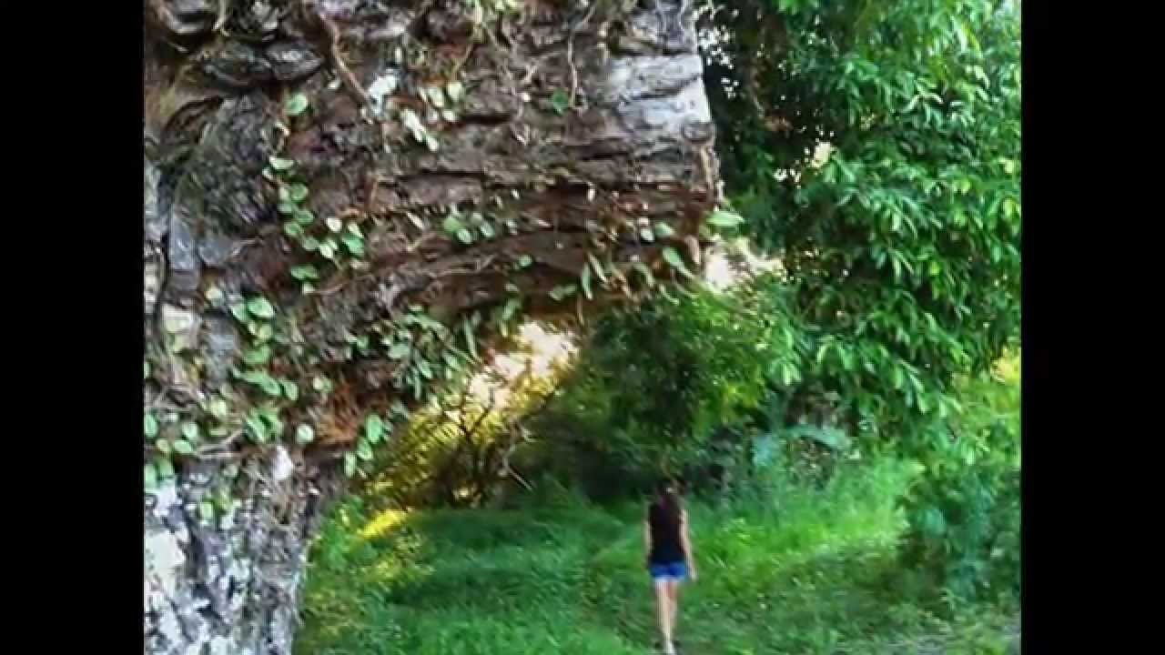 Sarah Lyon - Viva o Verde