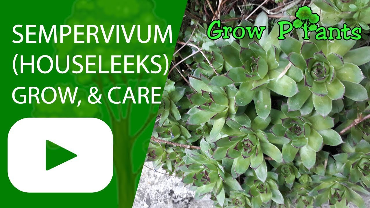 Sempervivum - growing and care (Houseleeks)