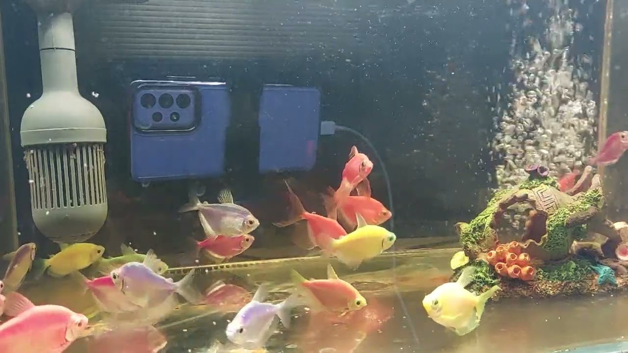 Relaxing Aquarium Fish Tank Sounds no music