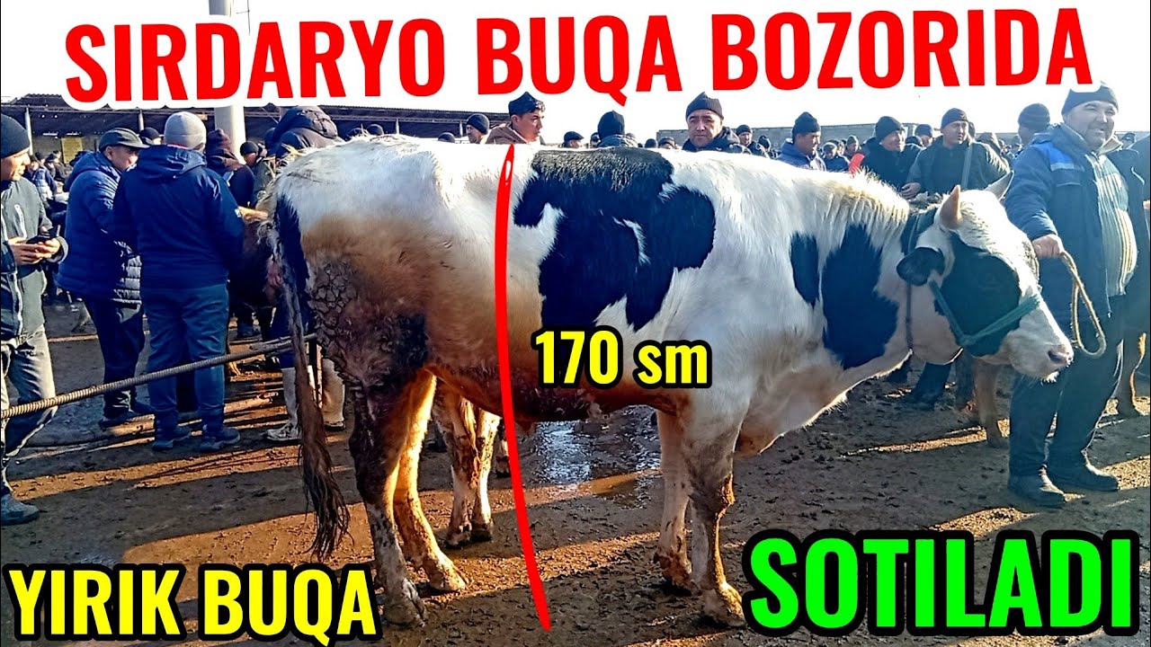 SIRDARYO BUQA BOZORIDAGI BUGUNGI NARXLAR 🦬🦬🐃🐂