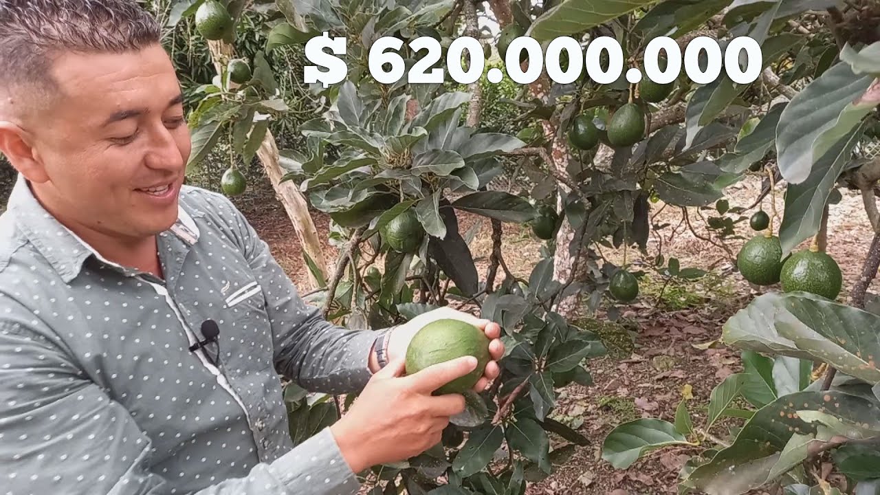 Finca en venta - Santa Elena El Cerrito con muchos árboles frutales y maravilloso clima. #Alexis🥑🍊🌳🏡