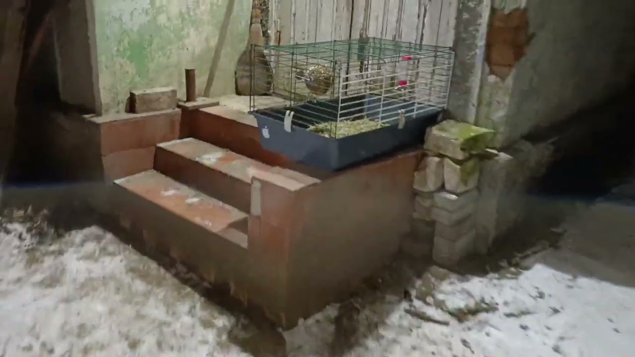 Вчерашние новорождённые морские свинки 🐹🐼🐹🐼🐹🐼🐹🐼🐹🐼🐹🐼 🦢🪿🪿