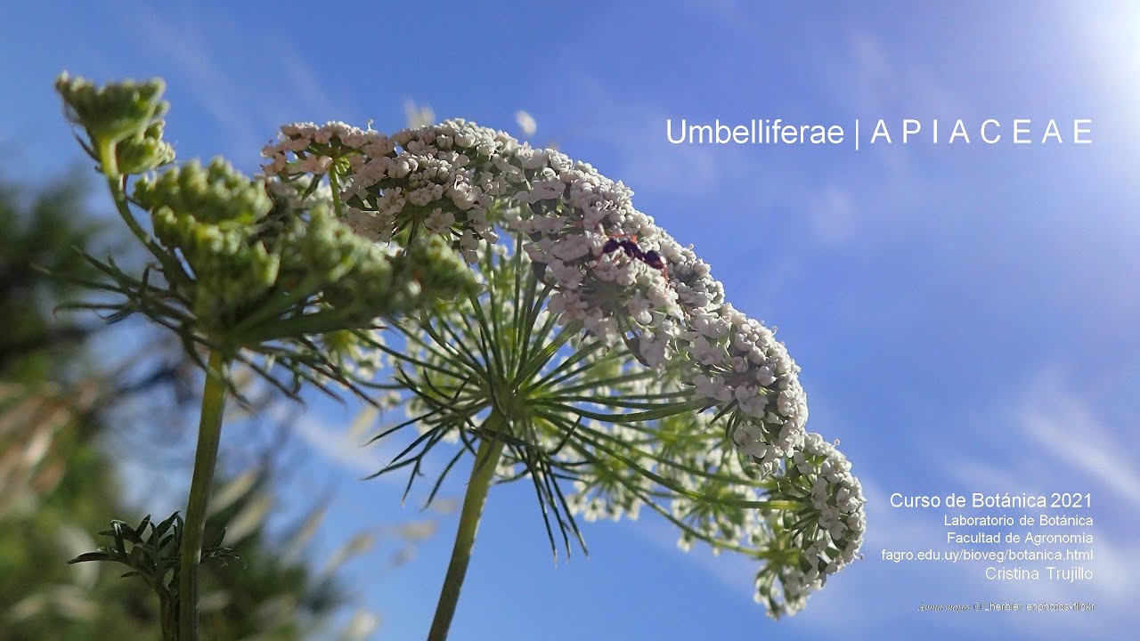 Introducción a la clase práctica de APIACEAE - Umbelliferae