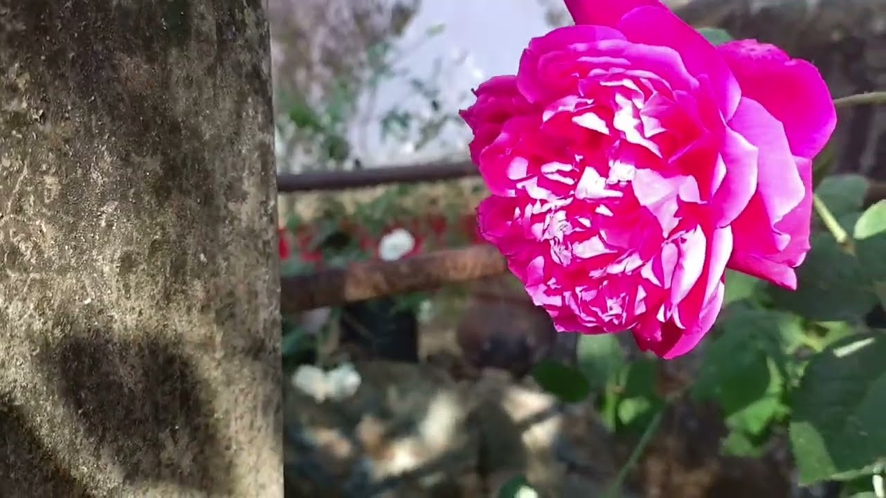 Aaj bahut sare gulab khile ek sath 